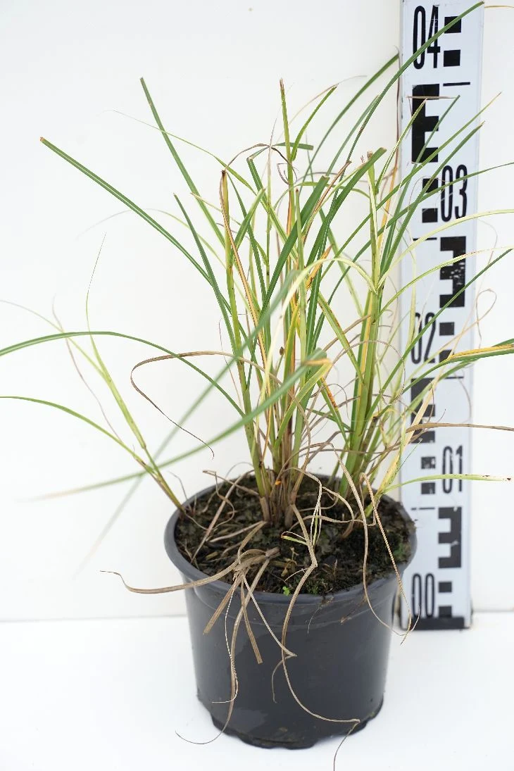 Miscanthus sin. 'Herman Mussel' C2 (2 liters kruka / 17 cm kruka)