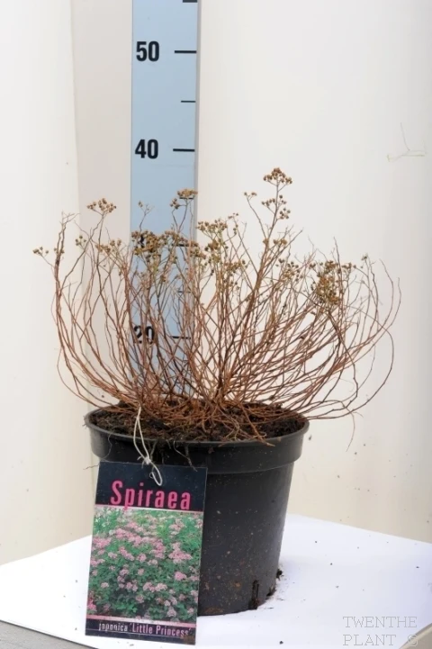 Spiraea japonica 'Little Princess' C3 (3 liters kruka) 20-30 cm