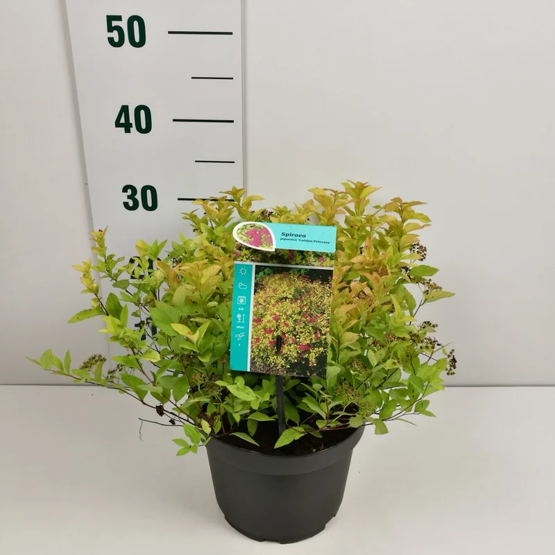 Spiraea japonica 'Golden Princess' C3 (3 liters kruka) 25-30 cm
