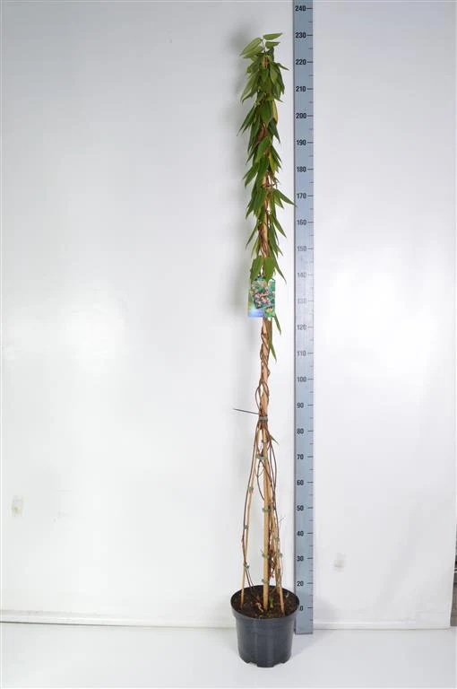 Lonicera henryi C7,5 (7,5 liters kruka) 175-200 cm