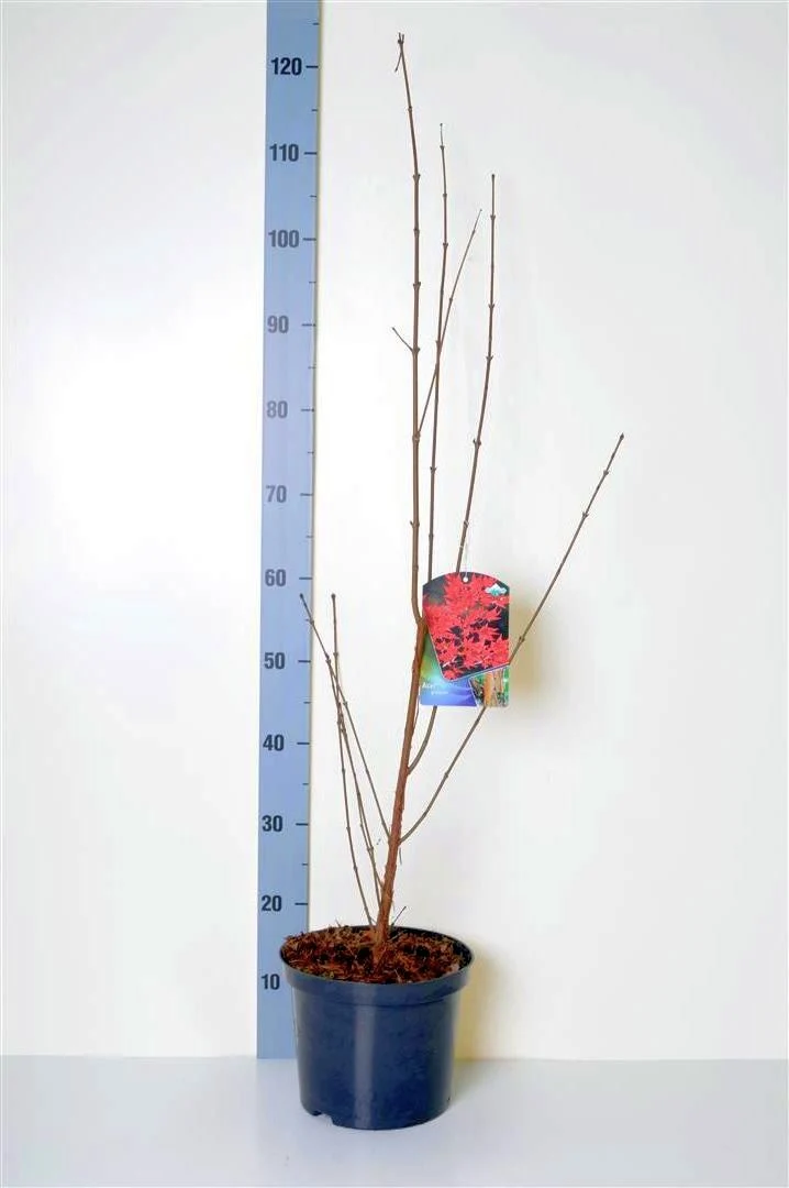 Acer griseum 60-80 cm C5 (5 liters kruka)
