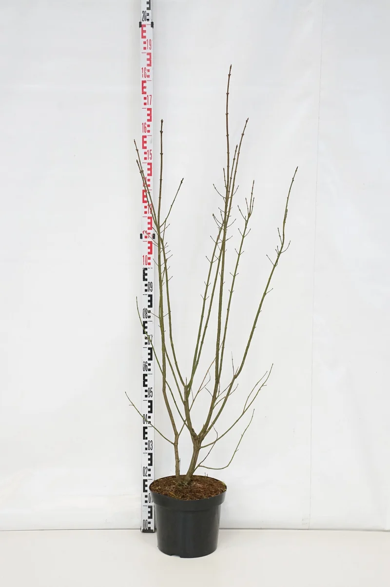 Euonymus europaeus C10 (10 liters kruka) 100-125 cm