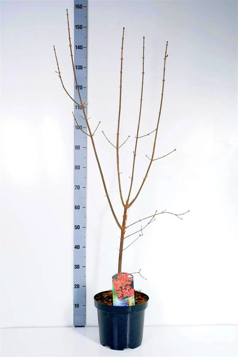 Acer griseum C7,5 (7,5 liters kruka) 100-125 cm