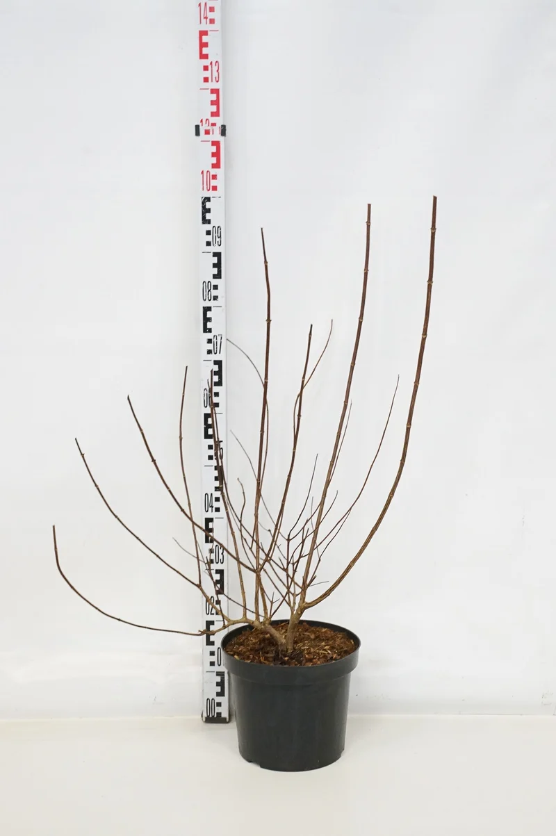 Hydrangea pan. 'Vanille Fraise' C7,5 (7,5 liters kruka) 60-80 cm