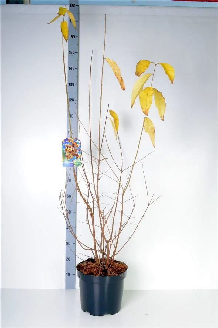 Chimonanthus praecox C10 (10 liters kruka) 80-100 cm