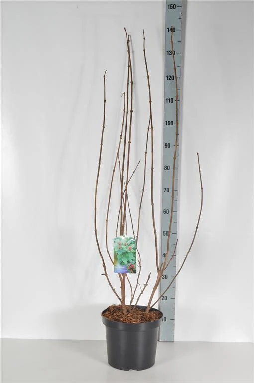 Calycanthus floridus (Kryddbuske) 60-80 cm, C7,5 (7,5 liters kruka)
