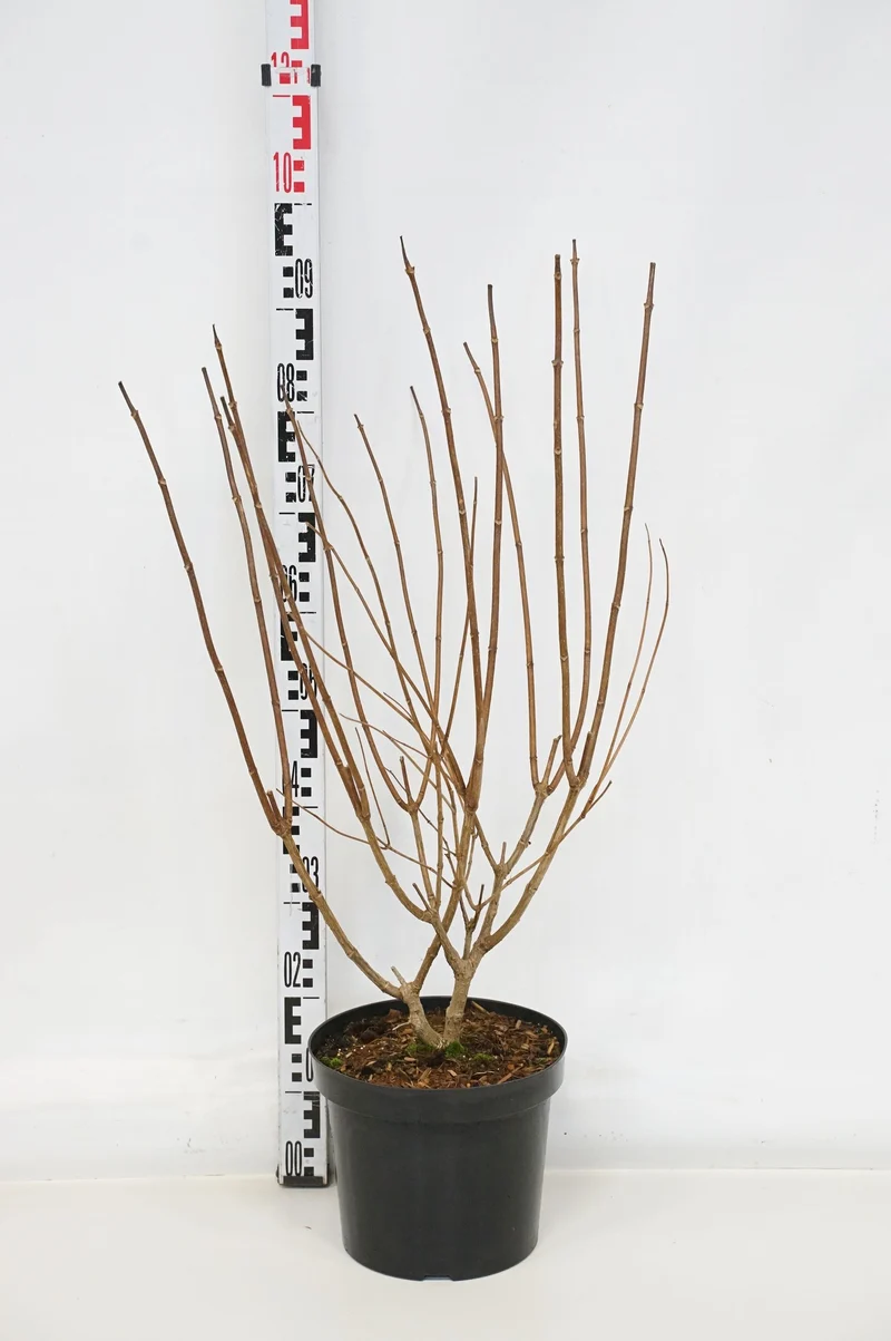 Hydrangea pan. 'Phantom' C7,5 (7,5 liters kruka) 50-60 cm