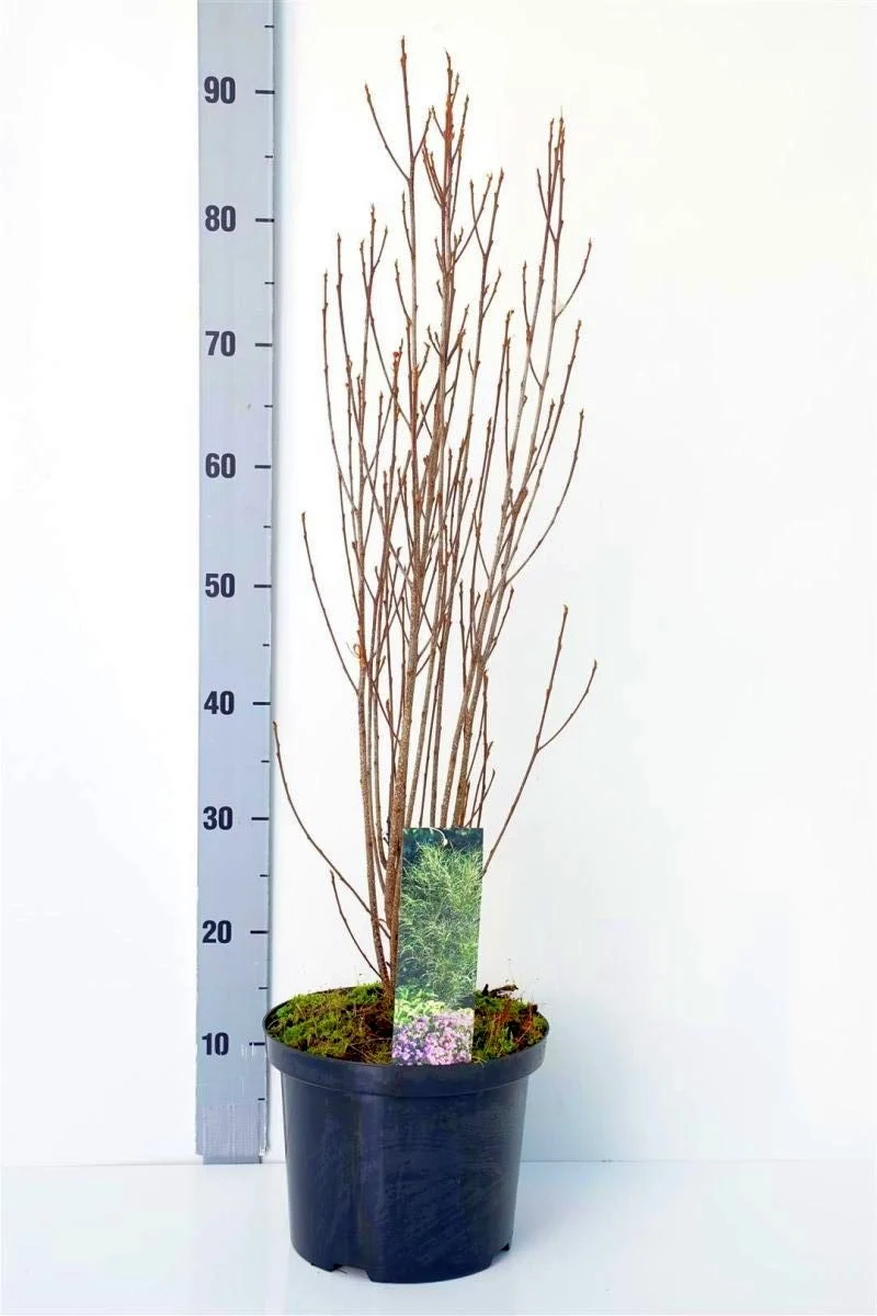 Frangula a. 'Fine Line' 60-80 cm C5 (5 liters kruka)