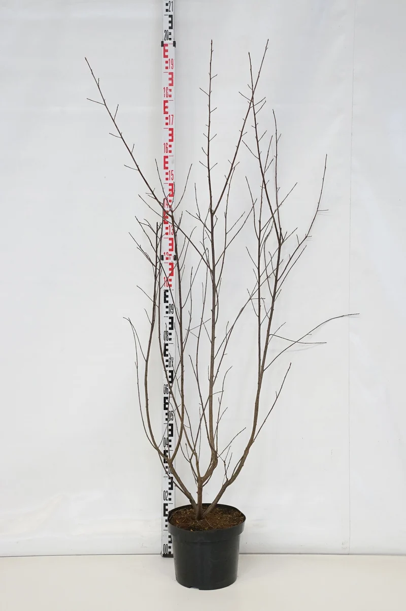 Frangula alnus (Rhamnus) 125-150 cm C10 (10 liters kruka)