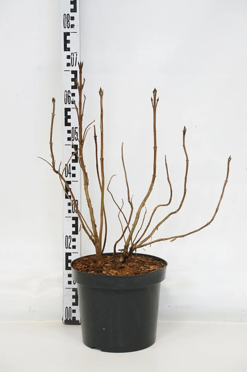 Hydrangea asp. 'Hot Chocolate' C7,5 (7,5 liters kruka) 40-50 cm