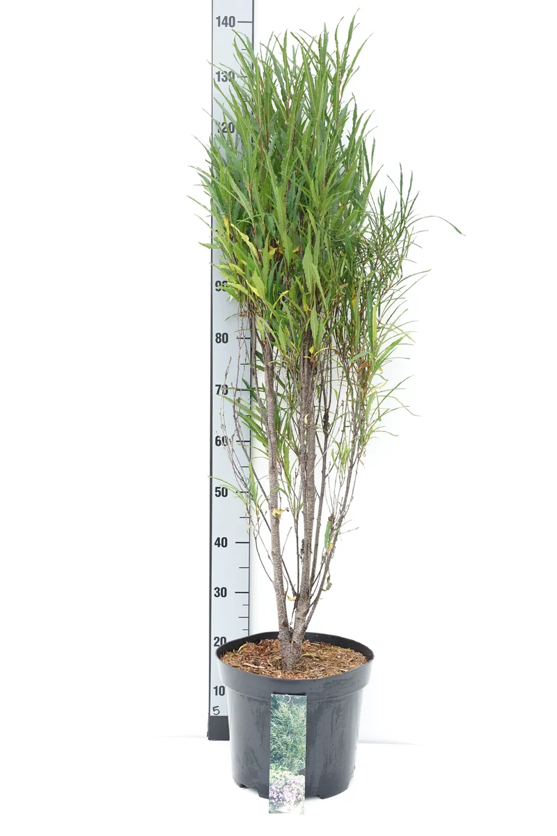 Frangula a. 'Fine Line' C10 (10 liters kruka) 80-100 cm