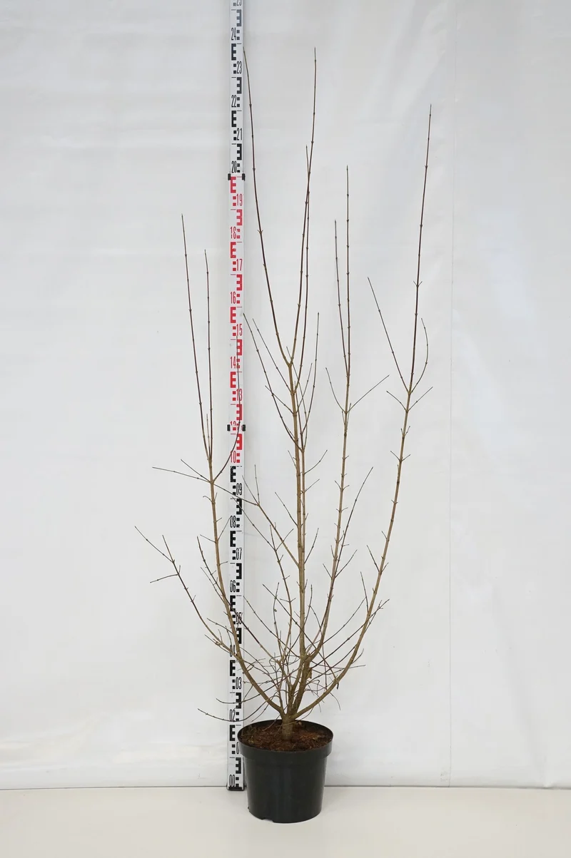 Cornus mas C10 (10 liters kruka) 125-150 cm