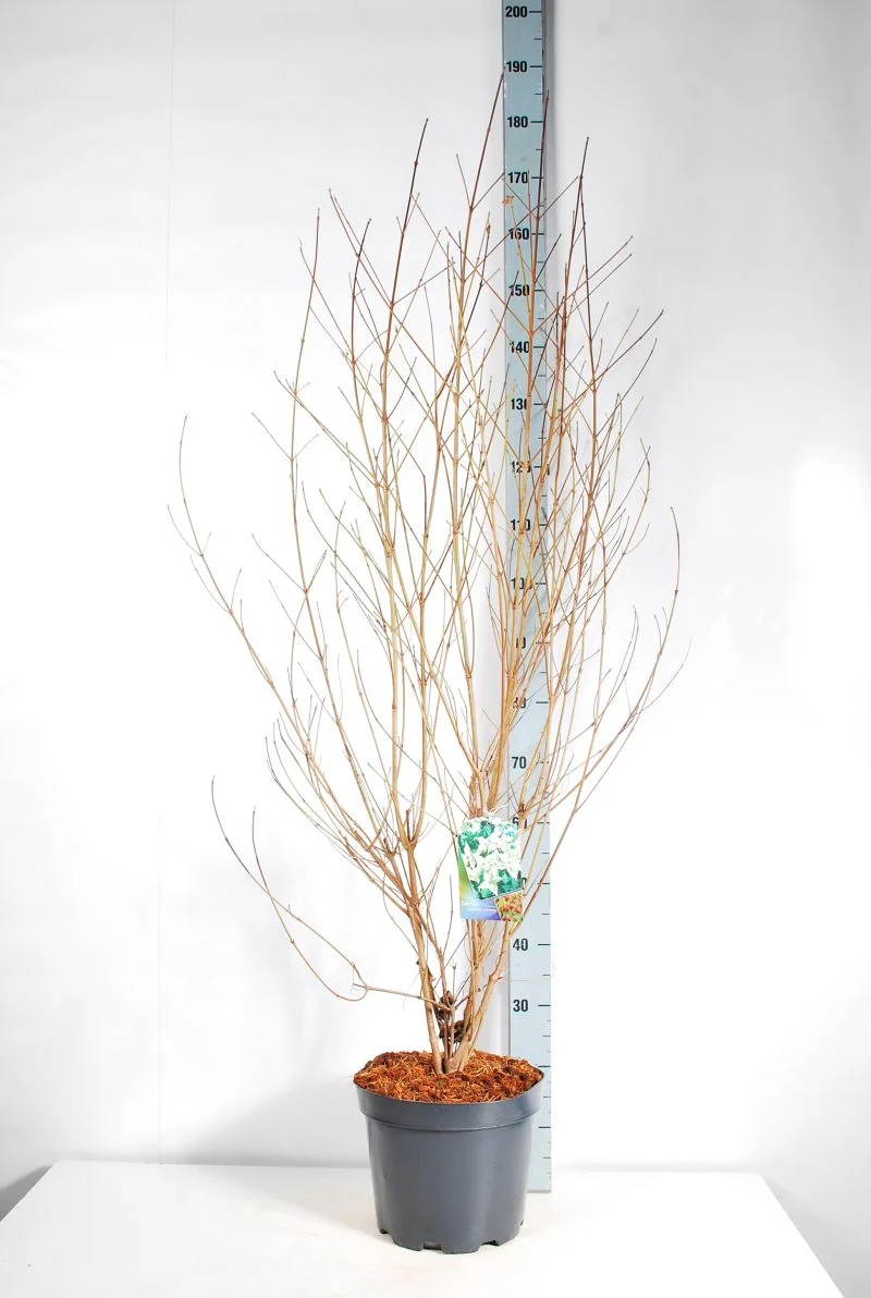 Cornus kousa chinensis C10 (10 liters kruka) 100-125 cm