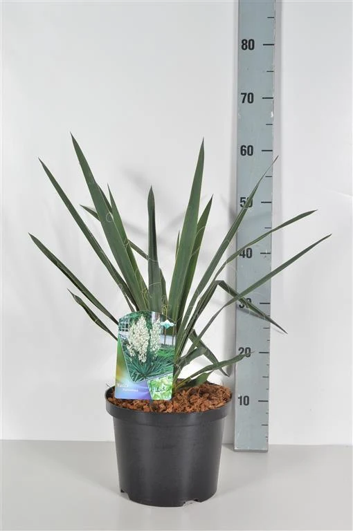 Yucca filamentosa (Palmlilja) C5 (5 liters kruka) 40-50 cm