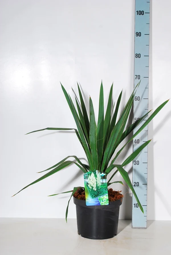 Yucca filamentosa C5 (5 liters kruka) 30-40 cm