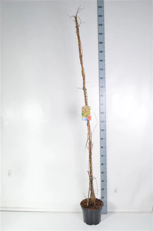 Parthenocissus tr. 'Veitchii' C7,5 (7,5 liters kruka) 175-200 cm