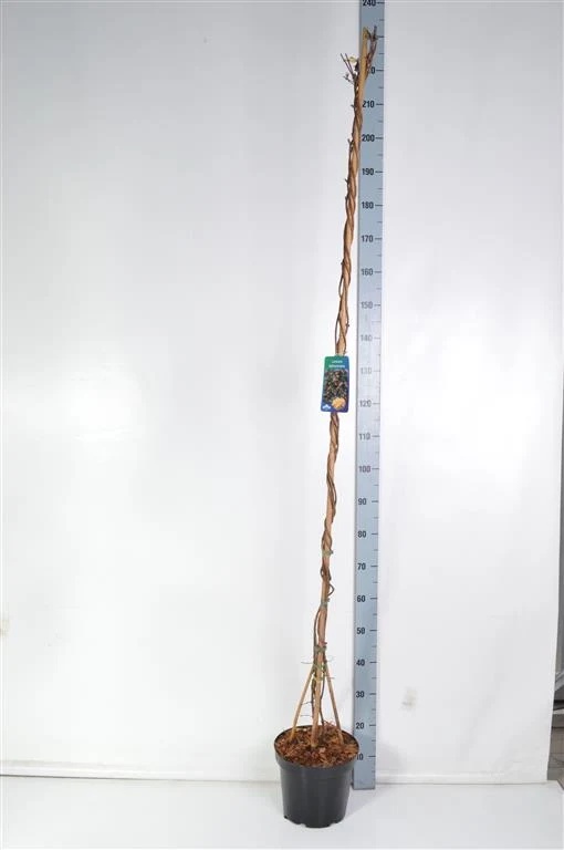 Lonicera tellmanniana 175-200 cm C7,5 (7,5 liters kruka)