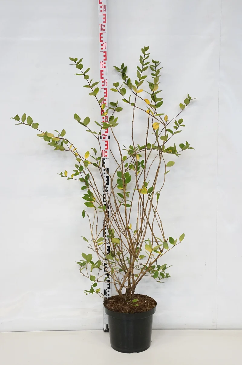 Lonicera jap. 'Hall's Prolific' C7,5 (7,5 liters kruka) 175-200 cm