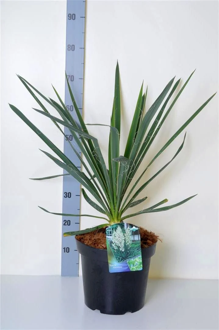Yucca filamentosa 40-50 cm C7,5 (7,5 liters kruka)