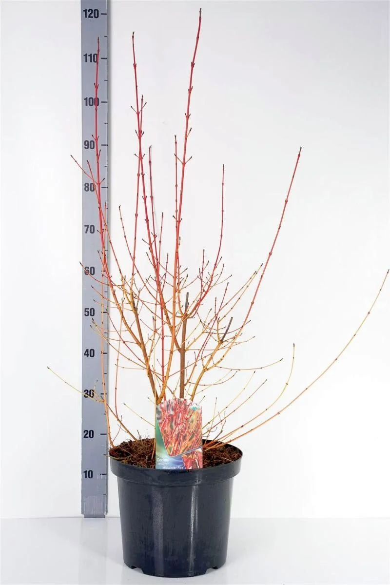 Cornus sanguinea 'Midwinter Fire' C10 (10 liters kruka) 60-80 cm