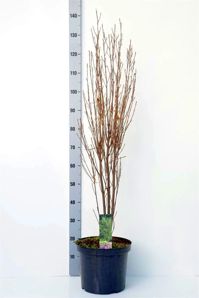 Frangula a. 'Fine Line' C10 (10 liters kruka) 100-125 cm
