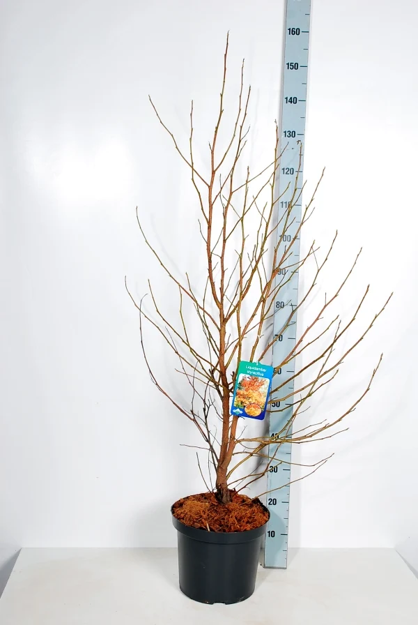 Liquidambar styraciflua C10 (10 liters kruka) 100-125 cm