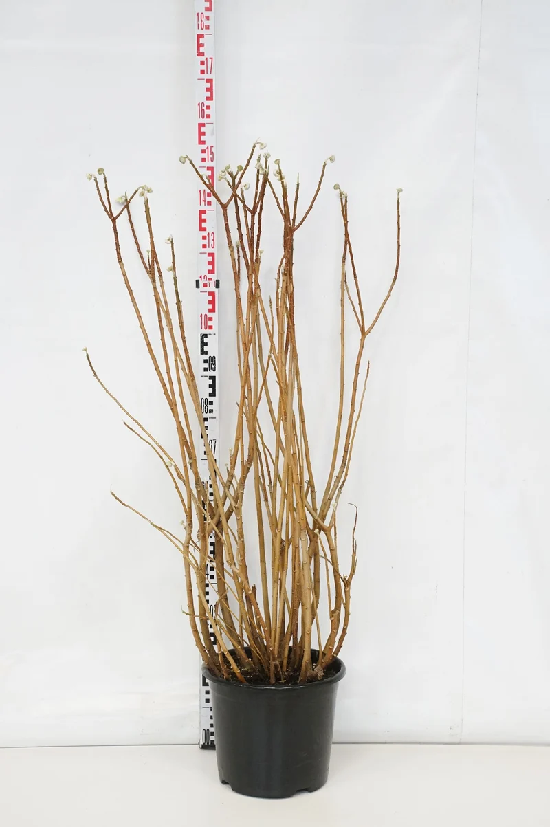 Edgeworthia chrys. 'Grandiflora' C20 (20 liters kruka) 100-125 cm