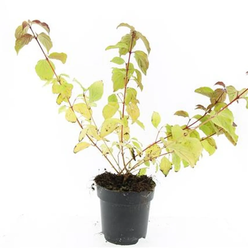Cornus sanguinea 'Midwinter Fire' C2 (2 liters kruka)