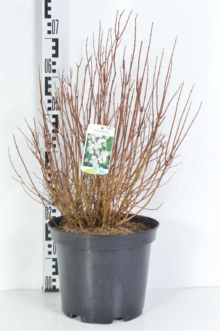 Philadelphus 'Manteau d'Hermine' C10 (10 liters kruka) 60-80 cm