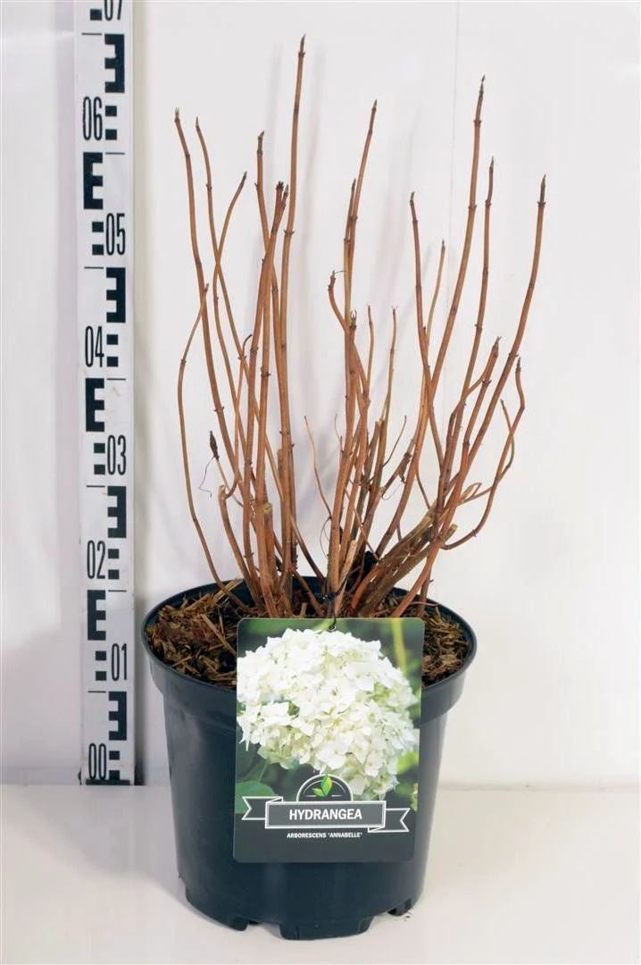 Hydrangea arb. 'Annabelle' C10 (10 liters kruka) 40-50 cm