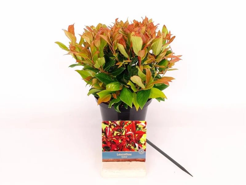 Leucothoe 'Zeblid' C2 (2 liters kruka) 20-30 cm