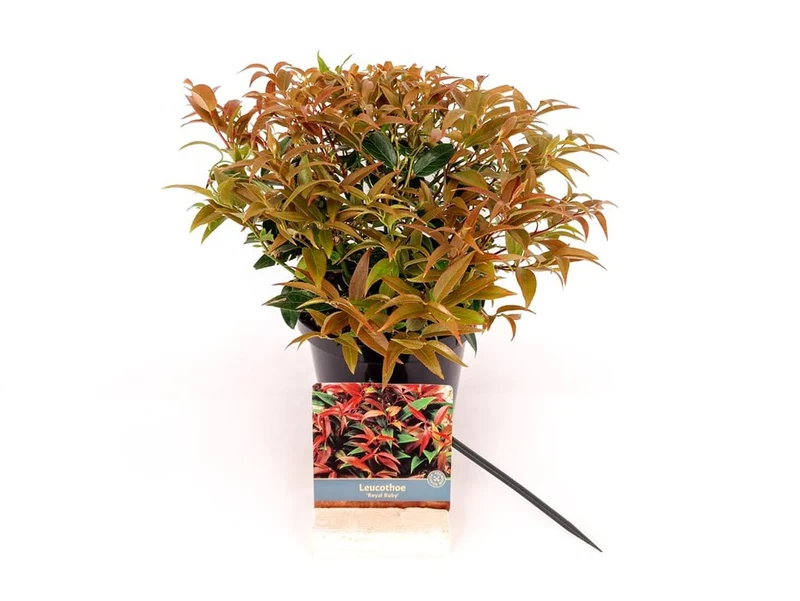 Leucothoe keiskei 'Royal Ruby' C2 (2 liters kruka) 20-30 cm