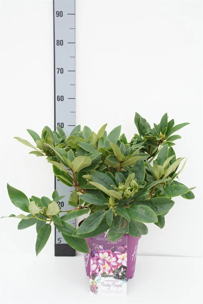 Rhododendron 'HAPPYdendron'® C5 (5 liters kruka) / 23 cm kruka 30-40 cm INKARHO