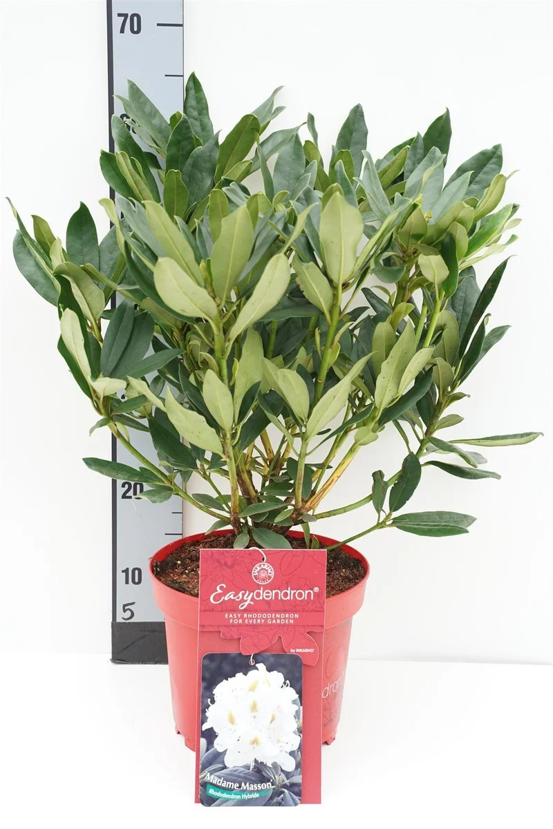 Rhododendron 'Easydendron'® C5 (5 liters kruka) 30-40 cm INKARHO