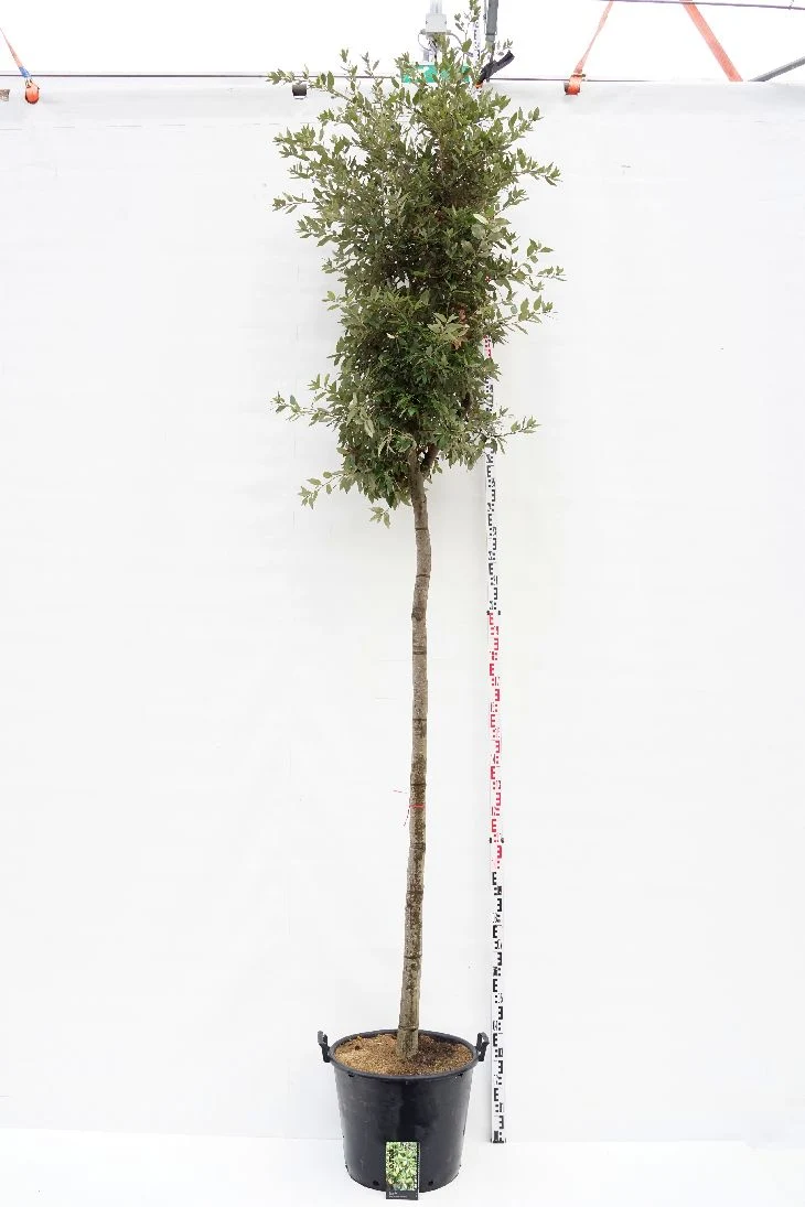 Quercus ilex 18-20 cm stam, C50 (50 liters kruka)