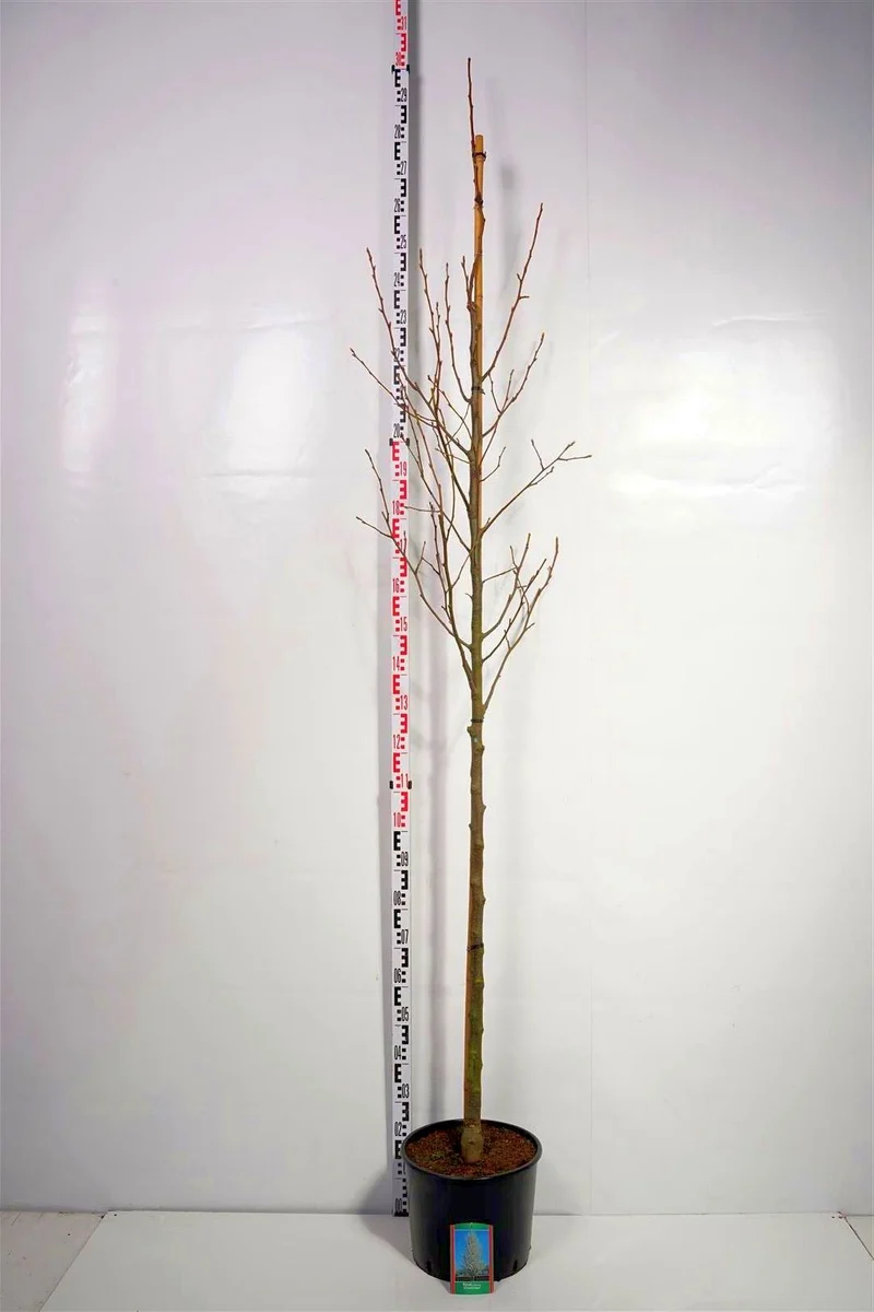 Pyrus calleryana 'Chanticleer' 8-10 cm Stamträd C20 (20 liters kruka)