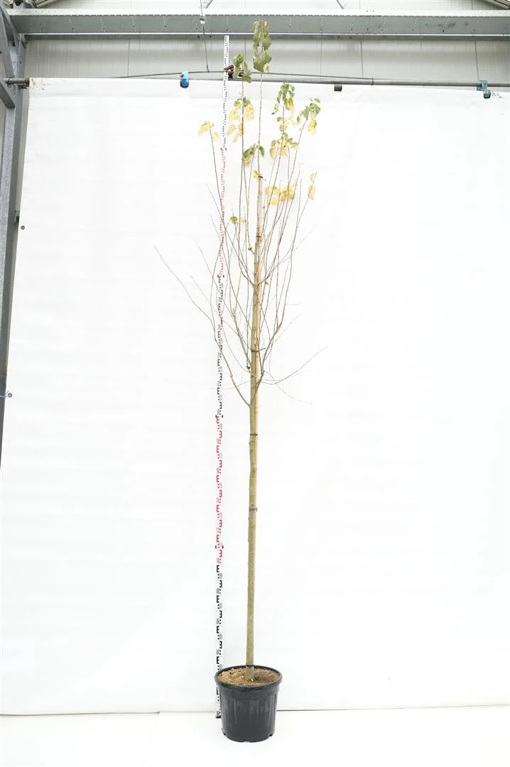 Cercidiphyllum japonicum 10-12 cm stam C25 (25 liters kruka)
