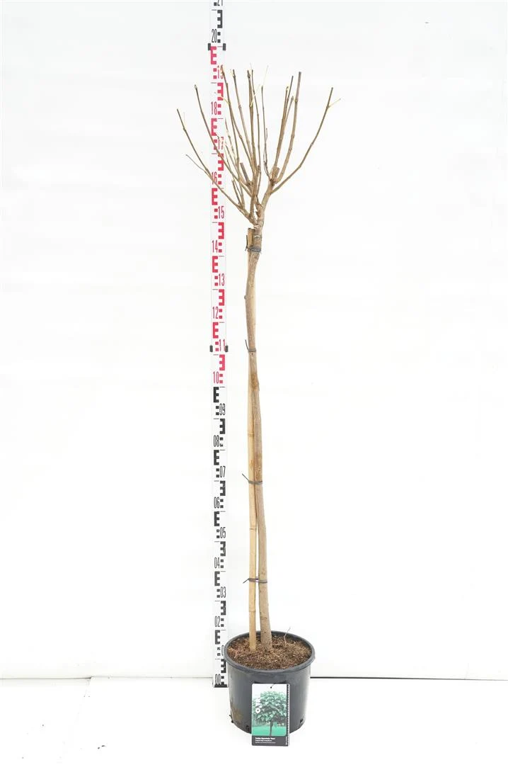 Catalpa bungei 120 cm stam C12 (12 liters kruka)