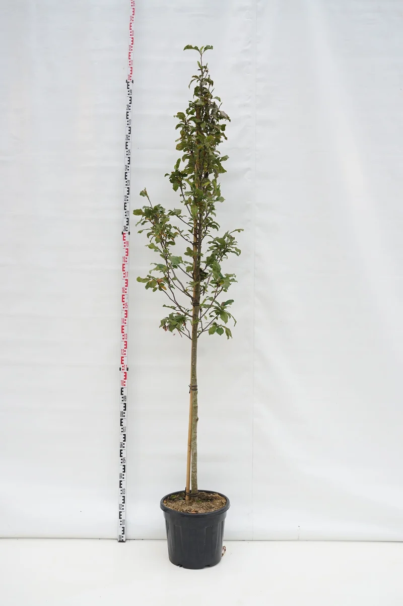 Magnolia 'Susan' uppstammad 8-10 cm C35 (35 liters kruka)