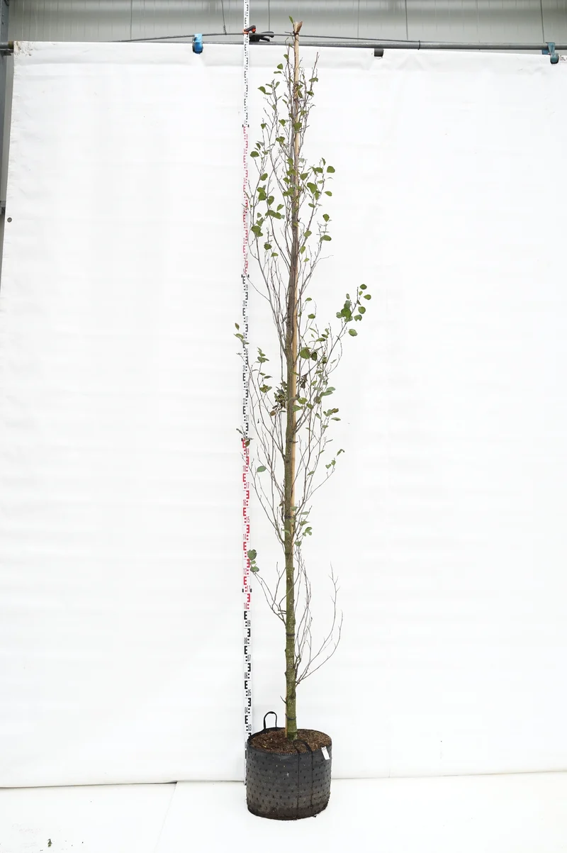 Alnus glutinosa 'Pyramidalis' 12-14 cm C25 (25 liters kruka) grenig