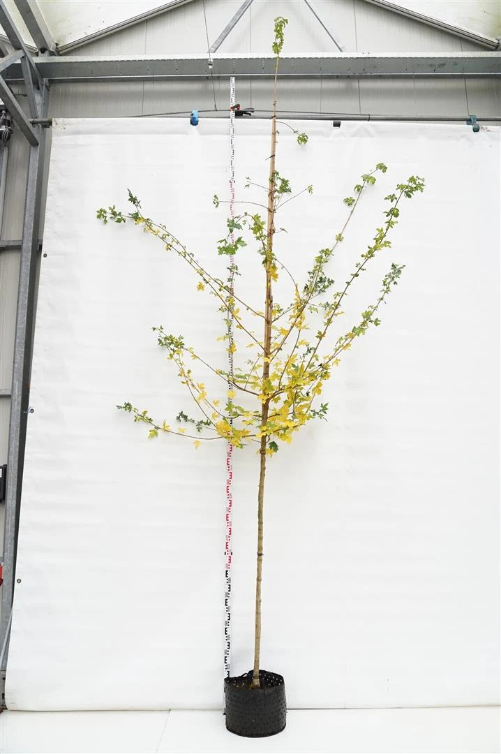 Acer campestre 8-10 cm stam C20 (20 liters kruka)