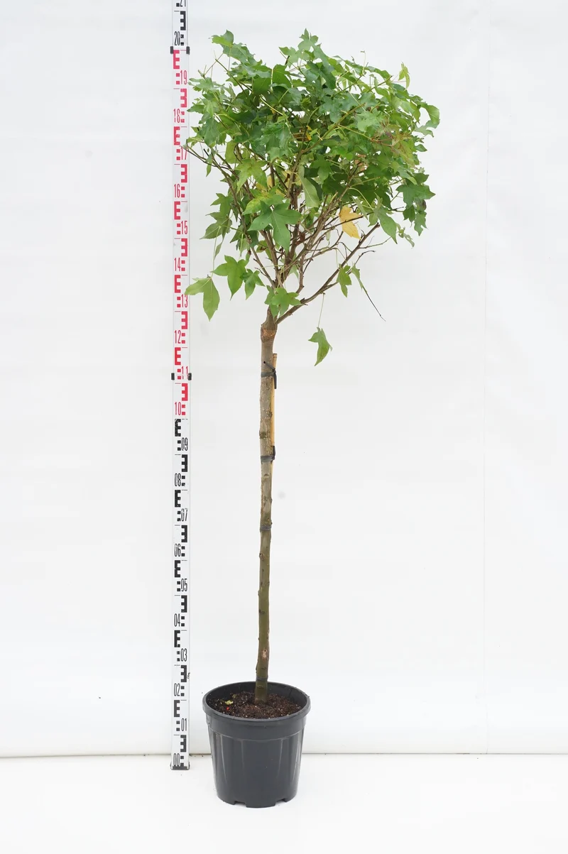 Liquidambar styraciflua 'Gum Ball' 120 cm stam C10 (10 liters kruka)