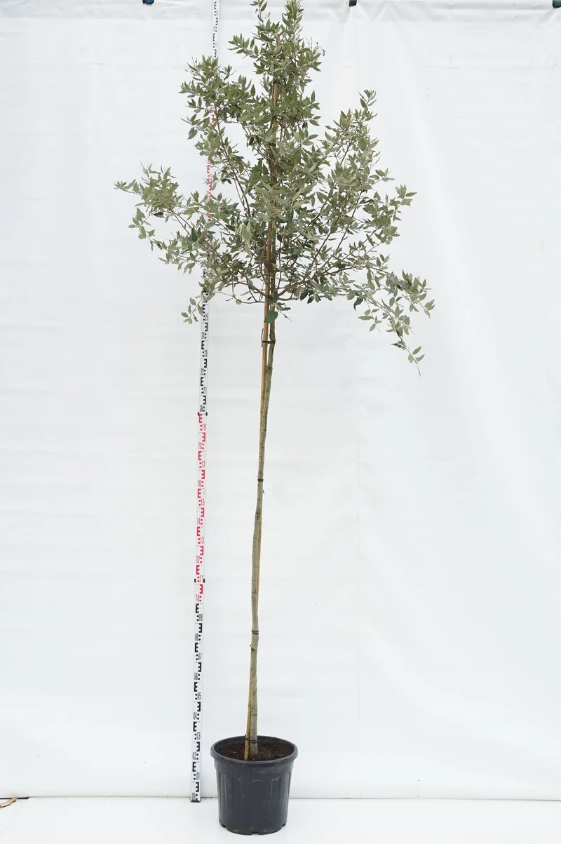 Quercus ilex 8-10 cm Stamträd C35 (35 liters kruka)