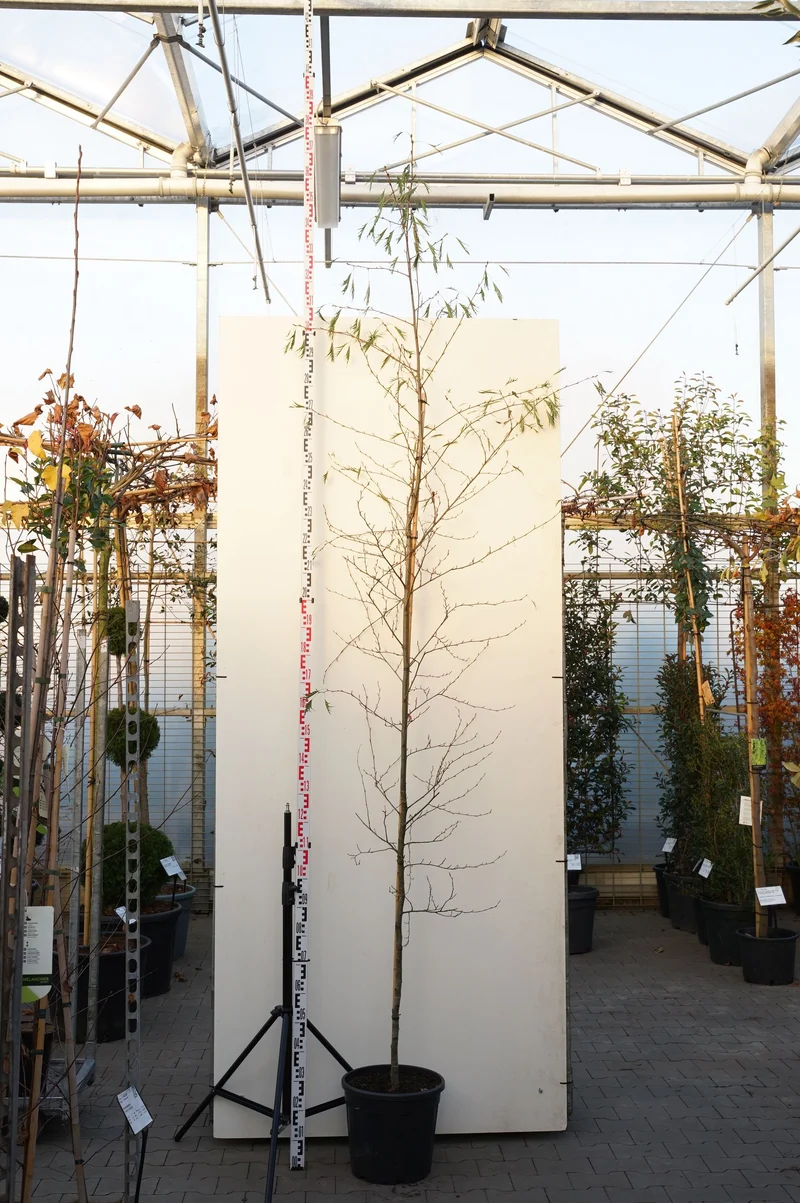 Alnus glutinosa 'Imperialis' Stam 6-8 cm C25 (25 liters kruka)
