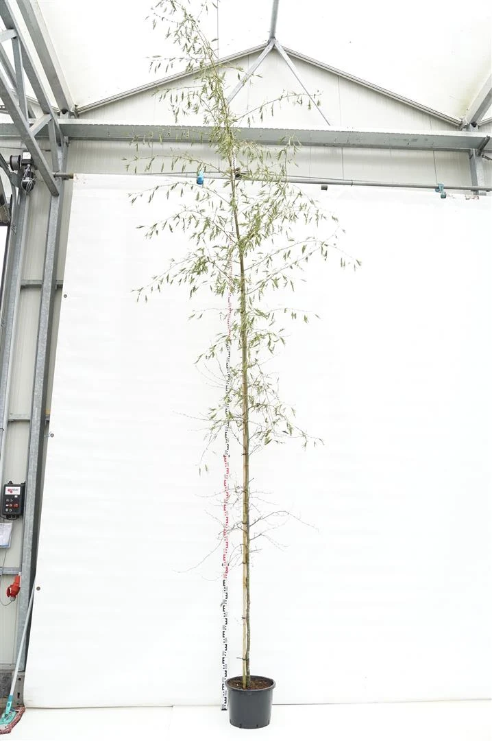 Alnus glutinosa 'Imperialis' 8-10 cm C25 (25 liters kruka) FEATHER