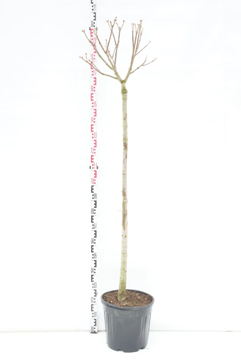 Aesculus pavia discolor 140 cm stam, C20 (20 liters kruka)