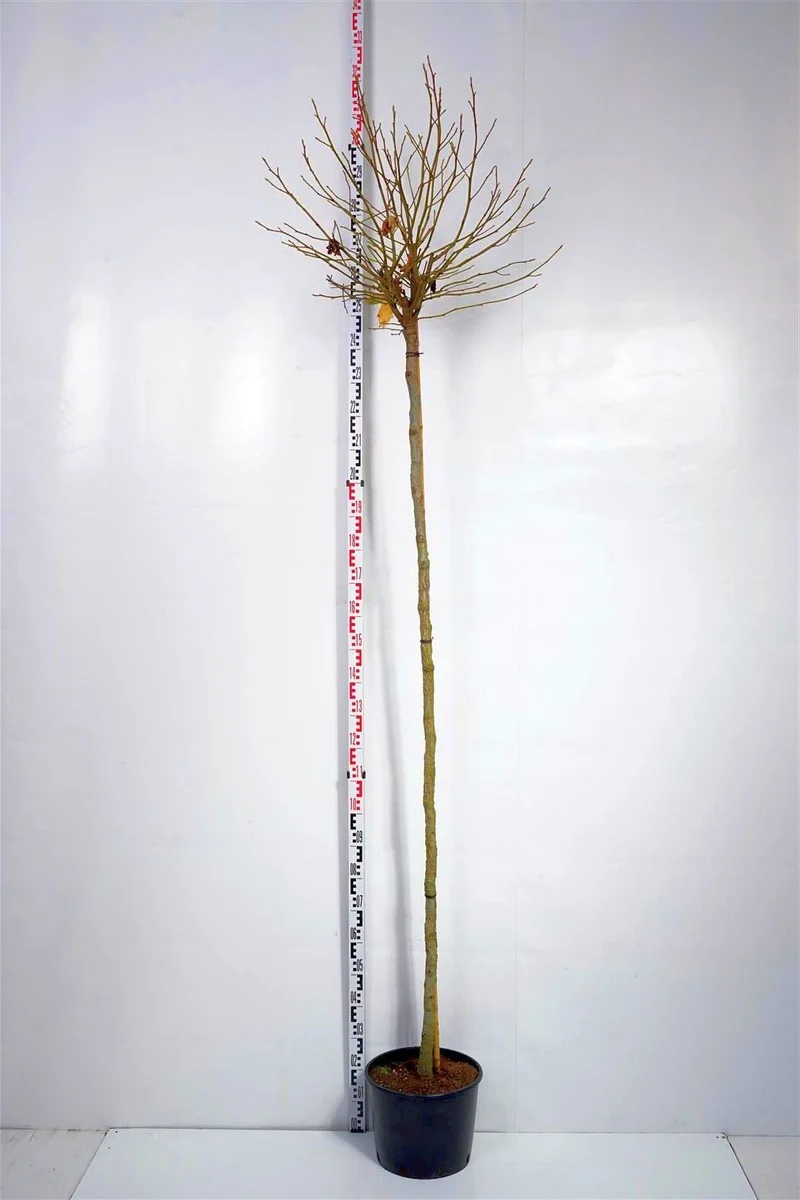 Liquidambar st. 'Gum Ball' stam 220 cm 8-10 cm C25 (25 liters kruka)