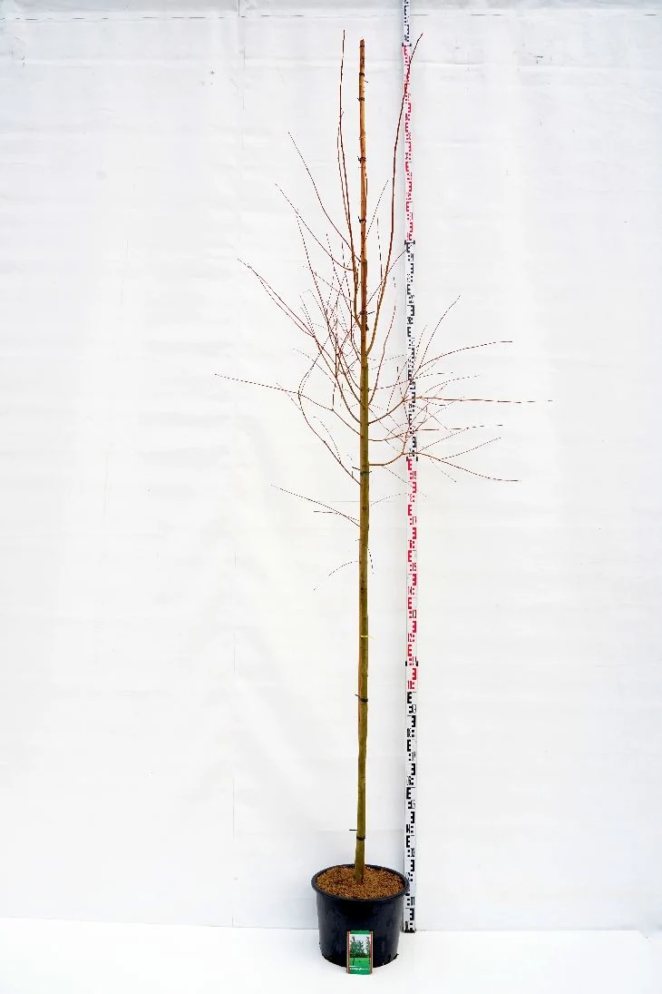 Cercidiphyllum japonicum Högstam 8-10 cm C25 (25 liters kruka)