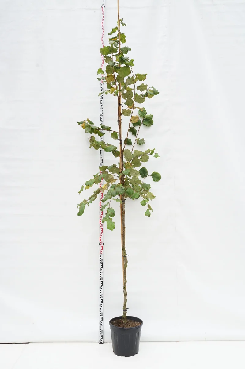 Corylus avellana stamträd 8-10 cm C25 (25 liters kruka)