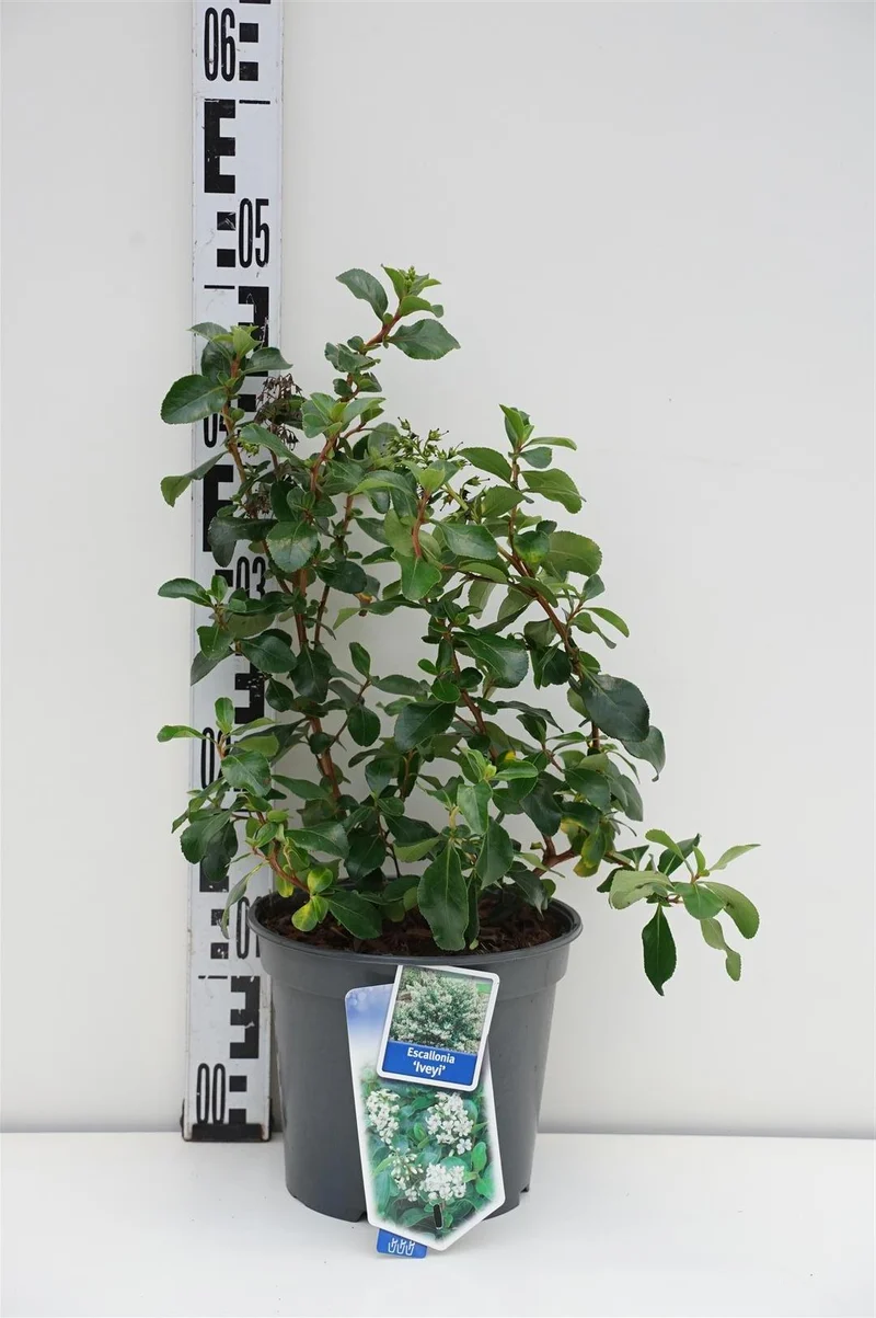 Escallonia 'Iveyi' C3 (3 liters kruka) / 19 cm kruka 30-40 cm